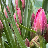 Tulipa 'Little Beauty'
